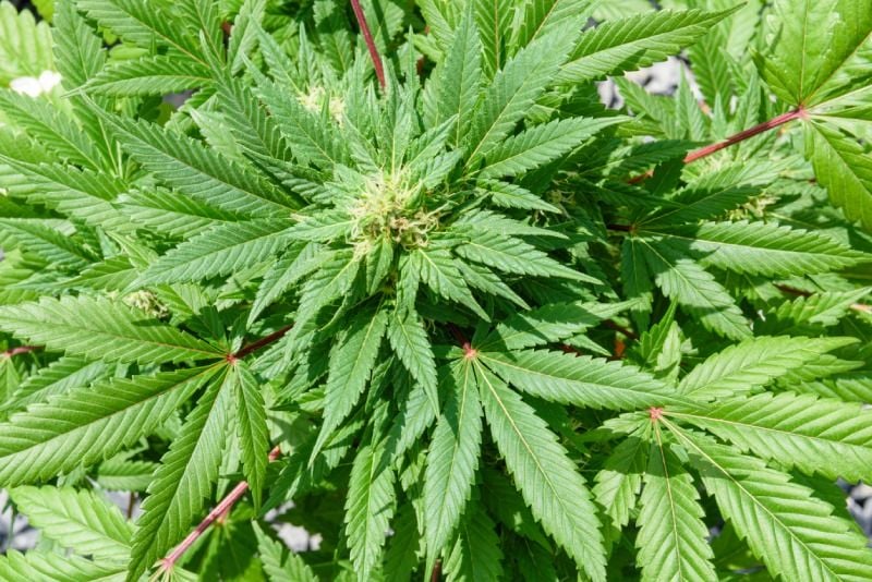 Cannabis smell myths Cannabis smell myths